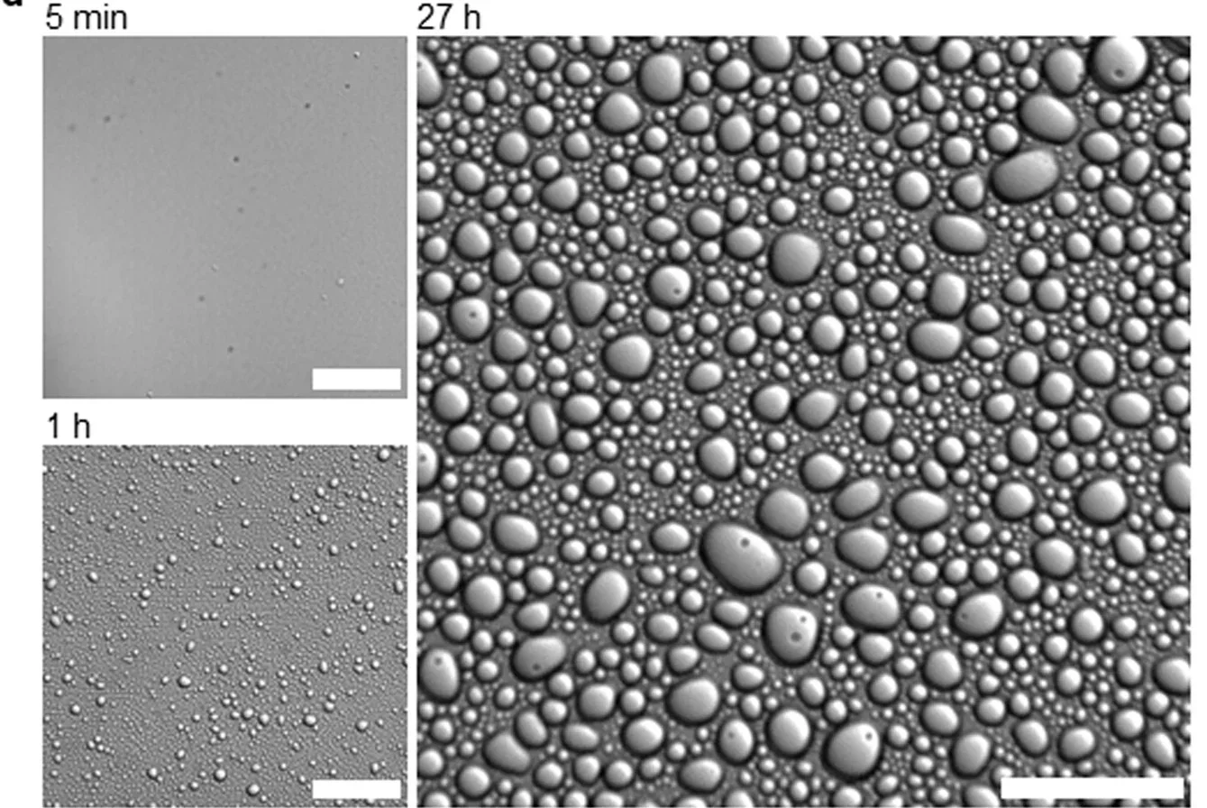 DIC microscopy images of the solution of Mpre (50 mM) and DTT (125 mM) after mixing. Scale bars represent 40 μm.