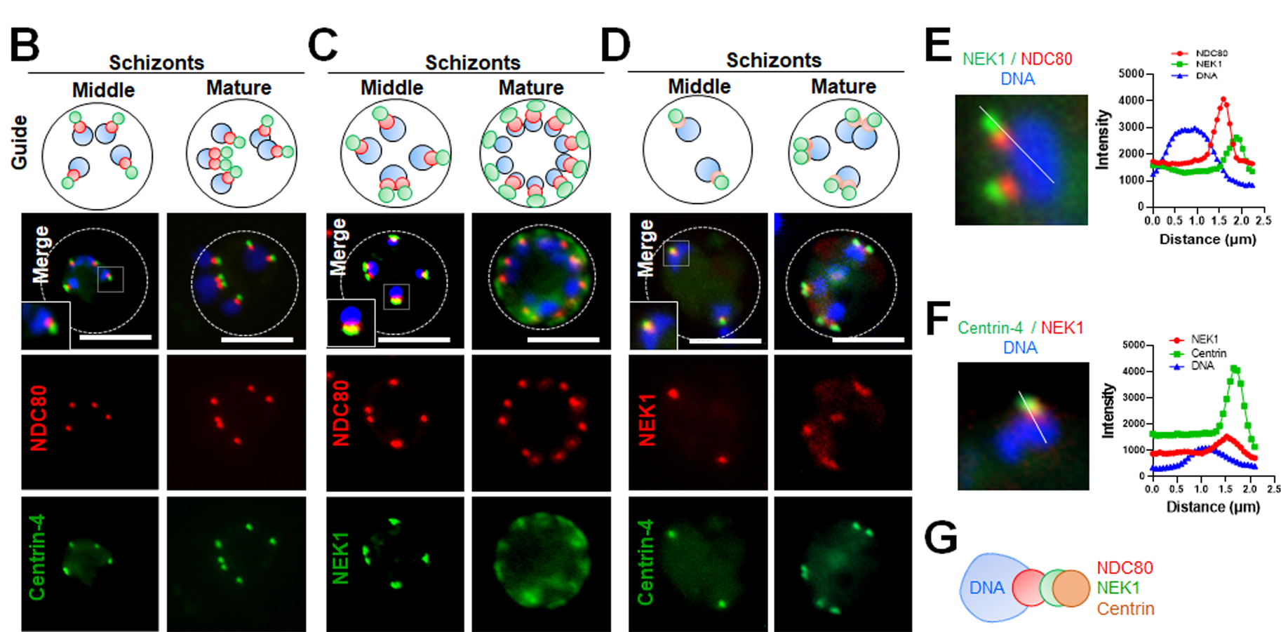 Live cell imaging of centrin-4-GFP (green) location in relation to the kinetochore marker NDC80-mCherry (red) and DNA (Hoechst, blue). Merge: green, red, and blue images merged. Guide: schematic of centrin-4, NDC80, and DNA location at 2 stages of schizogony. The dotted line indicates the periphery of the cell. More than 30 images were analysed in more than 3 different experiments for each time point; the scale bar is 5 μm. (C) Live cell imaging of NEK1GFP (green) location in relation to the kinetochore marker NDC80-mCherry (red) and DNA (Hoechst, blue). Merge: green, red, and blue images merged. Guide: schematic of NEK1, NDC80, and DNA location at 3 stages of schizogony. The dotted line indicates the periphery of the cell. More than 30 images were analysed in more than 3 different experiments for each time point; the scale bar is 5 μm. (D) Live cell imaging of NEK1-mCherry (red) location in relation to the kinetochore marker Centrin-4-GFP (green) and DNA (Hoechst, blue). Merge: green, red, and blue images merged. Guide: schematic of NEK1, centrin, and DNA location at 2 stages of schizogony. The dotted line indicates the periphery of the cell. More than 30 images were analysed in 2 different experiments for each time point; the scale bar is 5 μm. (E) Arrow in the representative image demonstrates an example region used for fluorescence intensity profiles (right) for DNA, NEK1, and centrin-4. The data underlying this figure can be found in S1 Data. (F) Arrow in the representative image demonstrates an example region used for fluorescence intensity profiles (right) for DNA, NEK1, and NDC80. The data underlying this figure can be found in S1 Data. (G) Cartoon diagram showing the respective location of DNA, NDC80 (kinetochore), NEK1, and centrin (MTOC).