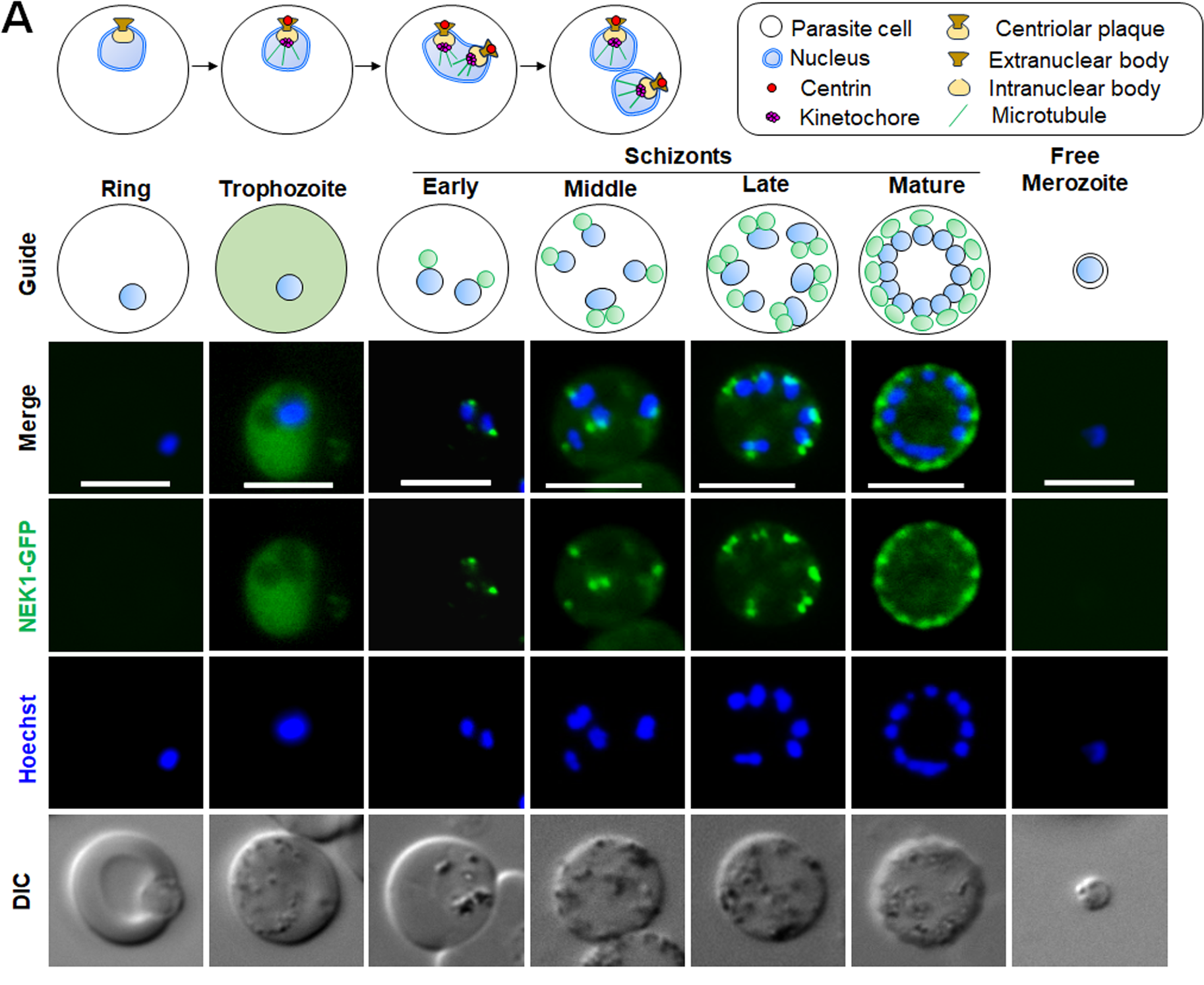 The schematic on the upper panel illustrates structures associated with mitosis during erythrocytic stage. Live cell imaging of NEK1-GFP (green) showing its location during different stages of intraerythrocytic development and in a free merozoite. DIC: differential interference contrast; Hoechst: stained DNA (blue); Merge: green and blue images merged; Guide: schematic of NEK1-GFP and nuclear DNA location at different stages of development. More than 30 images were analysed in more than 3 different experiments for each time point. Scale bar = 5 μm.