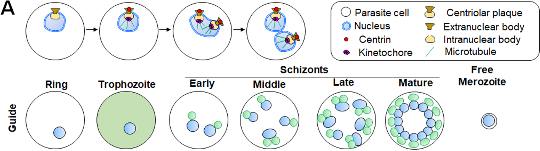 Plasmodium NEK1 coordinates MTOC organisation and kinetochore attachment during rapid mitosis in male gamete formation