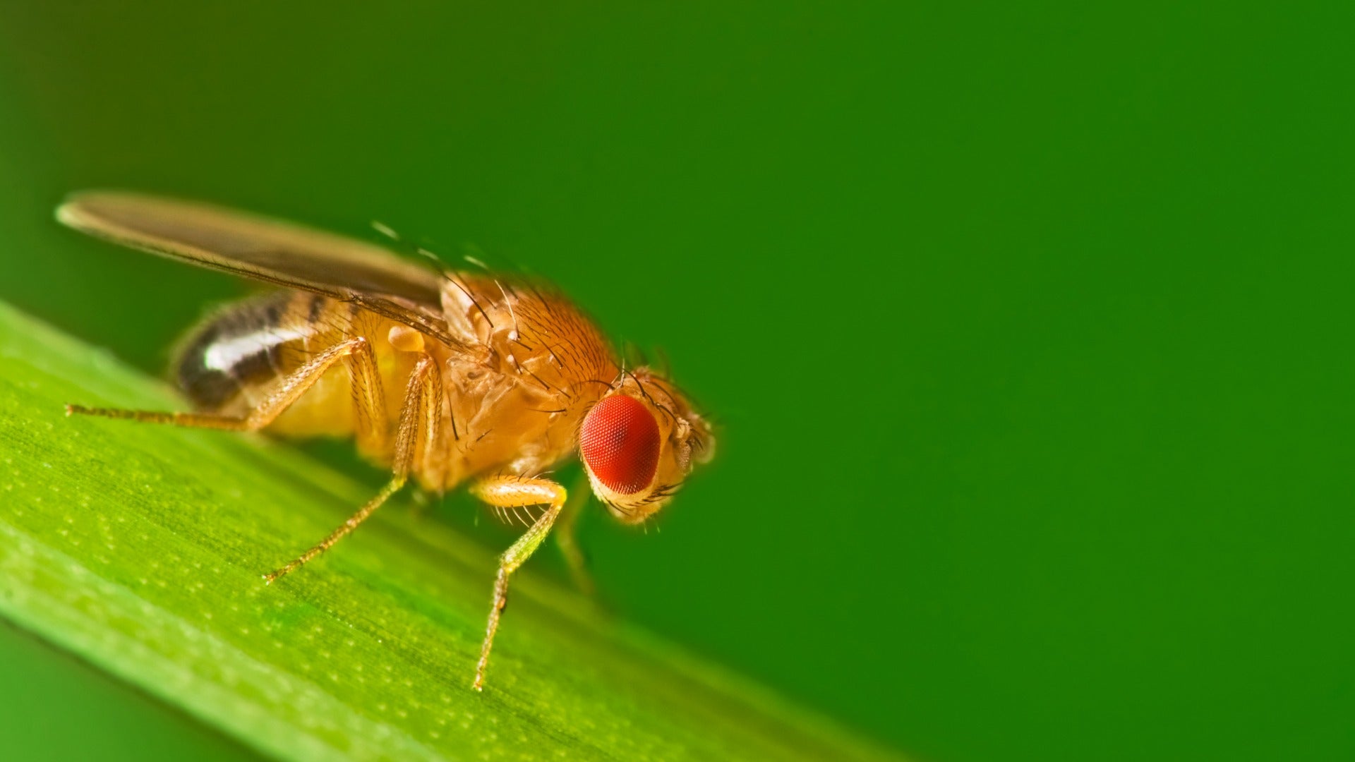 The Drosophila melanogaster fruit fly. 