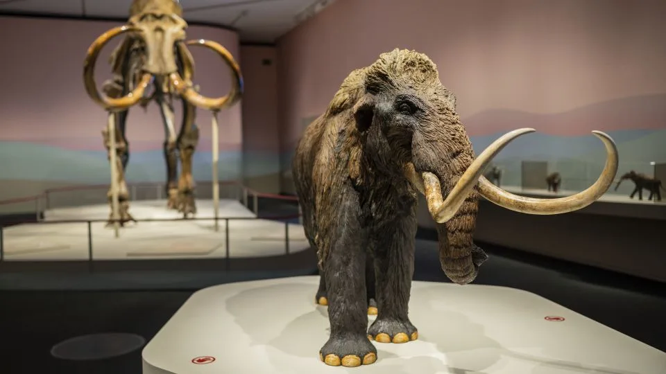 The fossil of a woolly mammoth (left background) and small replica (right) are shown on display at the CaixaForum in Zaragoza, Spain.