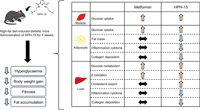 Graphical abstract showing HPH-15's performance versus Metformin across various metrics. 