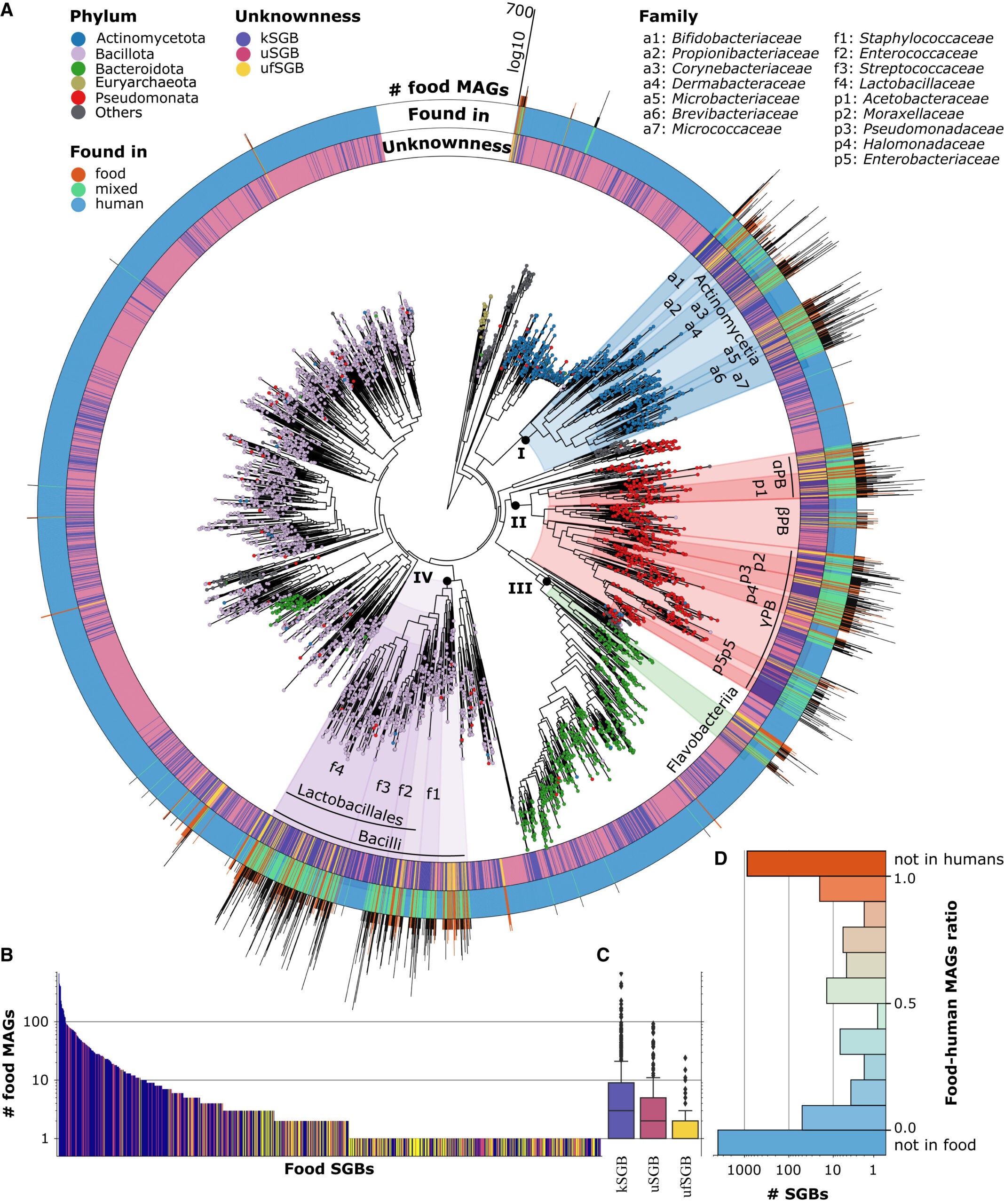 Phylogenetic tree of the 1,036 prokaryotic SGBs detected in food metagenomes