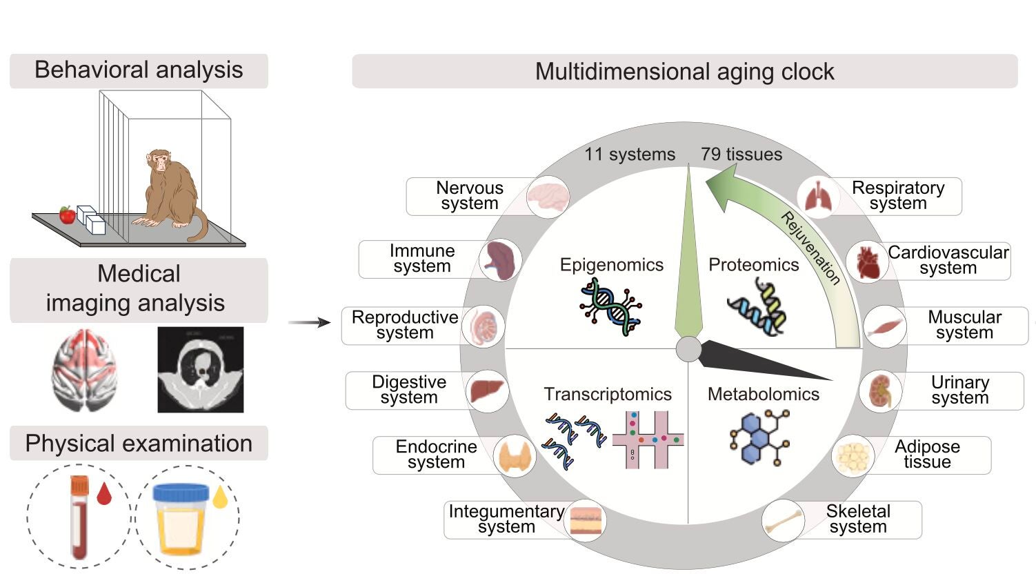 High-precision aging clocks at the single-cell level demonstrated that the biological age of neural cells in the brain and hepatocytes in the liver was reduced by approximately five to six years.