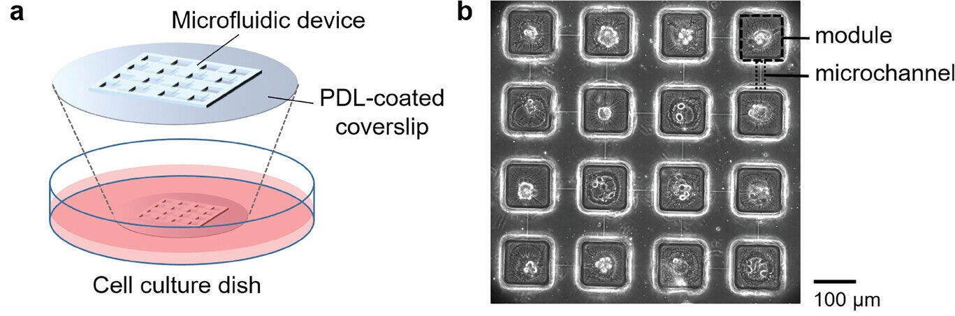 (a) Schematic of the microfluidic device and cell culture. (b) Photograph of neuronal networks. Neurons are separated by square areas, and these are connected through the microchannels