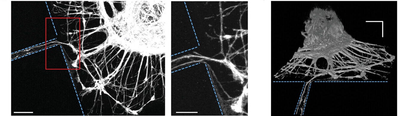 Confocal fluorescence micrograph of the engineered network. Right: a magnified image of the area surrounded by the red line in the left panel. The blue dashed line represents the boundaries of microfluidic device. 