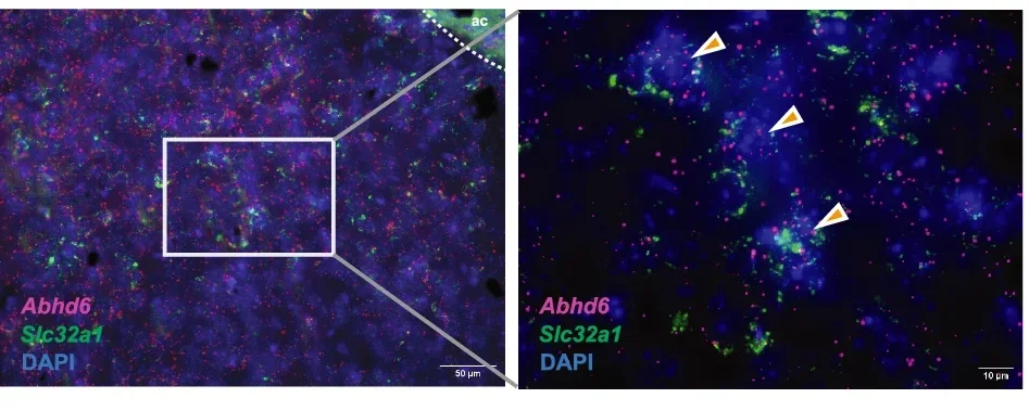 Photomicrograph of NAc showing representative in situ hybridization labelling of Slc32a1 (GABA transporter, green) and Abhd6 (red) probes of 6 experiments from 2 mice. Orange arrows indicate cells with co-localization of Slc32a1 and Abhd6 expression. ac, anterior commissure.