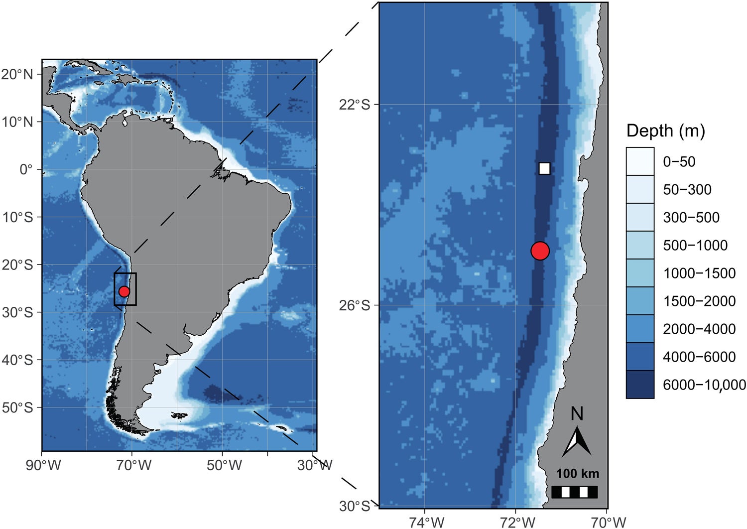 Atacama Trench along South America (left), where the black box indicates the sampling region (right). The red circle denotes the landing station of IDOOS I Expedition 2023 (7902 m) and the type locality of Dulcibella camanchaca gen. nov. sp. nov. (7902 m, 23°55′S, 71°27′W). The white square denotes the deepest point in the Atacama Trench.