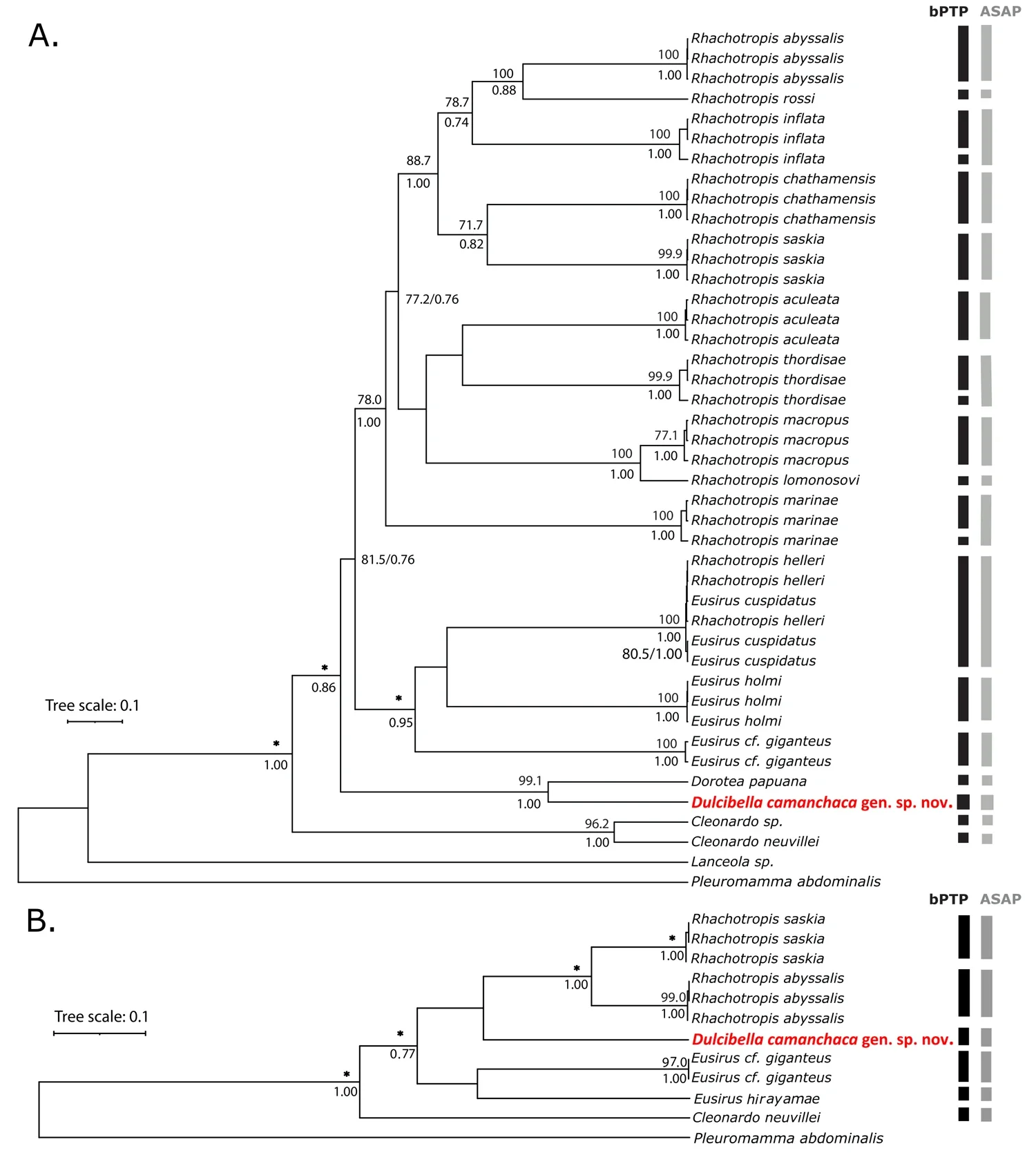 Bayesian phylogeny showing the inferred relationship of Dulcibella camanchaca.