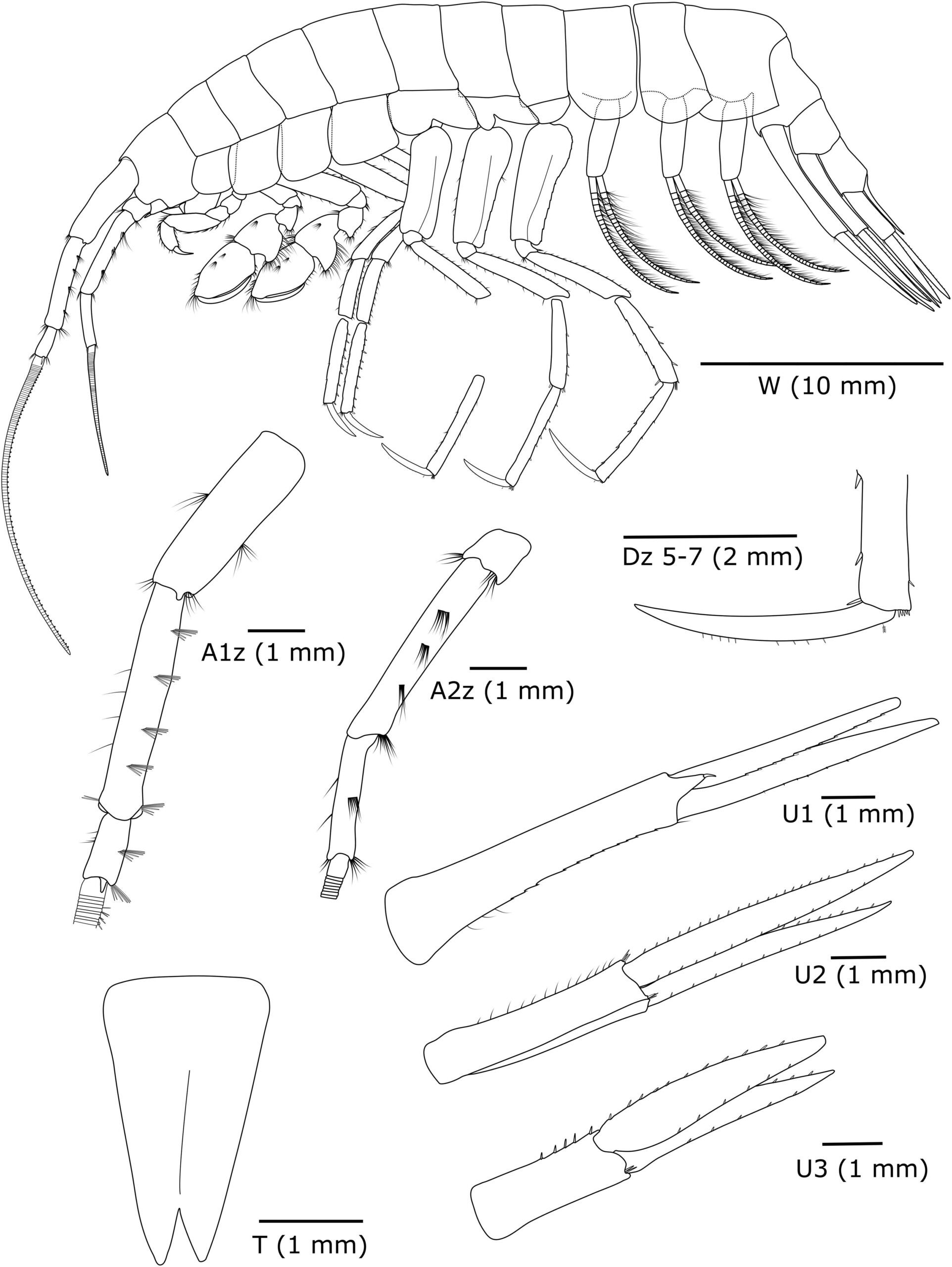  Dulcibella camanchaca gen. nov. sp. nov. Holotype female (MNHNCL AMP-15974). W – whole, left side. A1 – left antenna 1 zoom. A2 – left antenna 2 zoom. D – left dactylus from pereopod 5–7 zoom. U1 – left uropod 1 ventral side. U2 – left uropod 2 dorsal side. U3 – left uropod 3 dorsal side. T – telson.