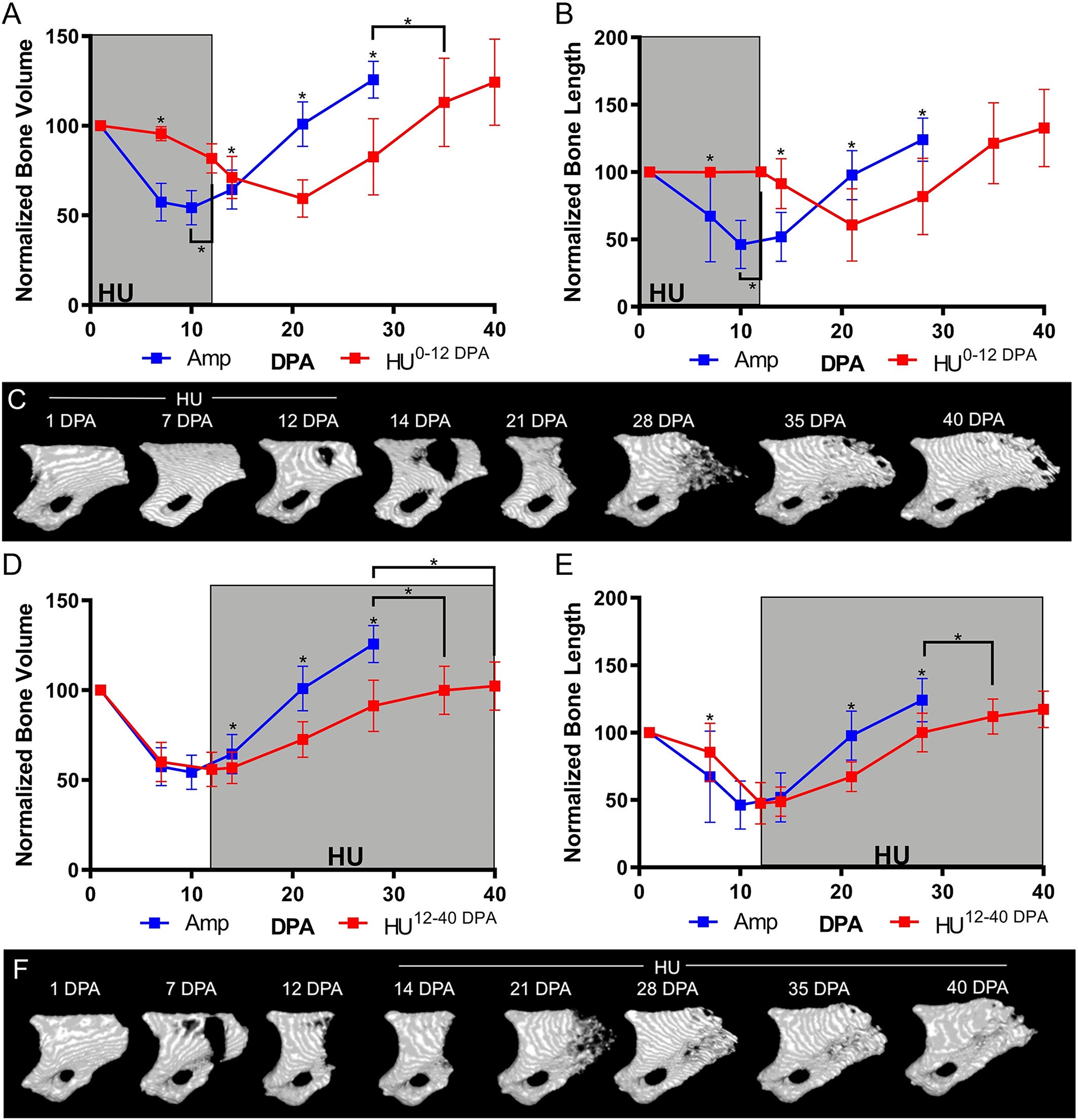 Mechanical loading is critical for organizing early regenerative events.