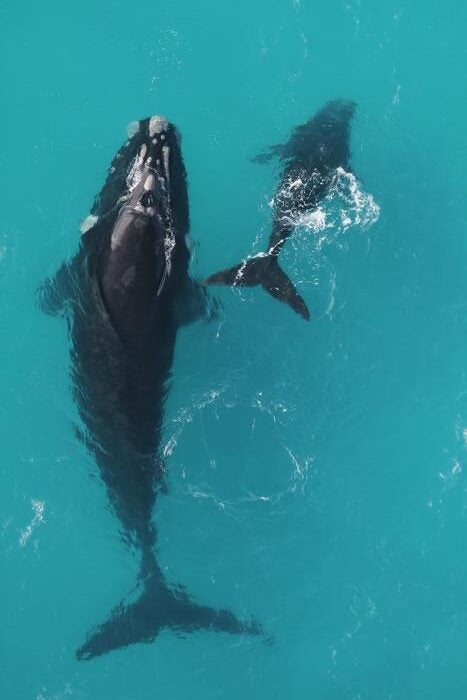 Southern right whales, like this mother and calf, can live for 130 years or more – almost twice as long as previously understood.

