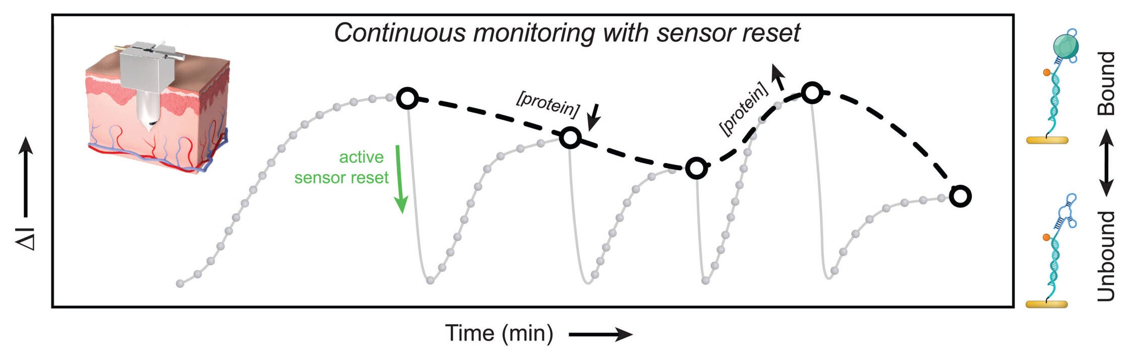 The oscillatory-based sensor reset method enables continuous monitoring of increasing and decreasing protein levels.