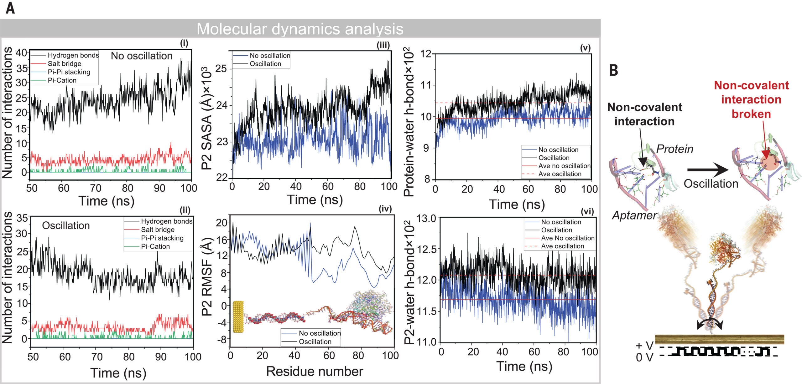 MD analysis of an aptamer-protein complex in the absence and presence of oscillation.