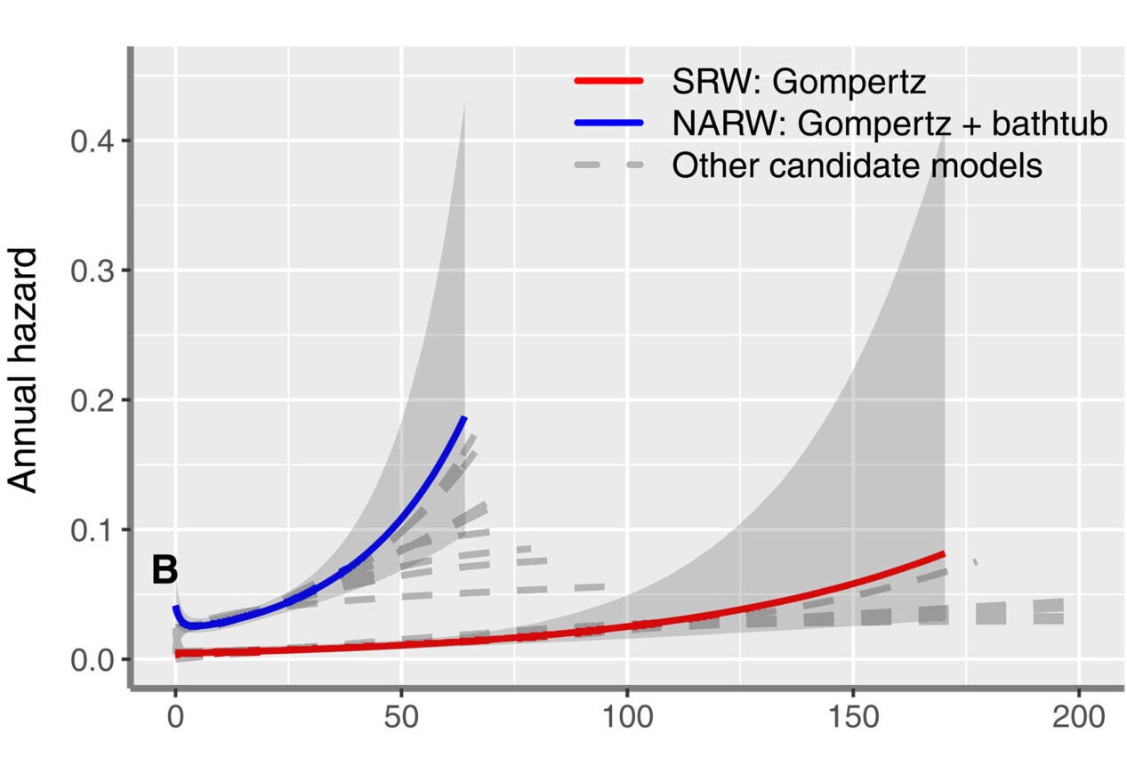  Hazard functions for the 10 models fitted. Dashed gray lines show model fits that were not selected, while colored lines with gray uncertainty regions show the selected candidate model.