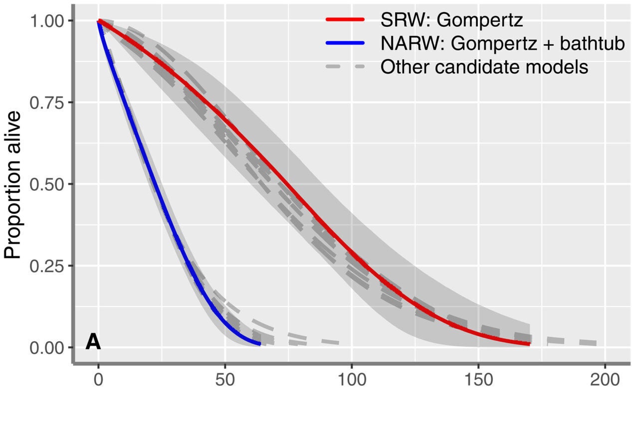 Survival functions for each of the 10 models fitted. Colored lines with gray 95% credible interval (CI) uncertainty region show the best fitting model for each species, while gray dashed lines show the models that were not selected (except for exponential, which fit very poorly and is not shown)