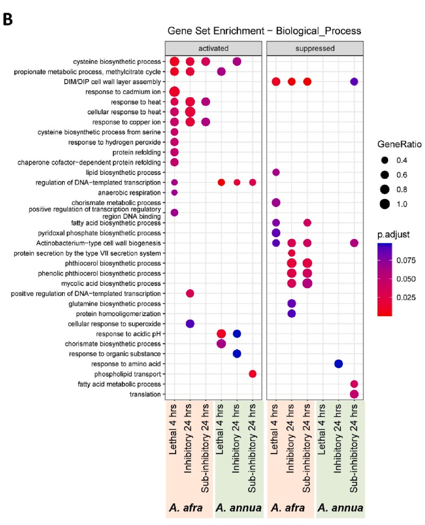 Expression of each gene in each treatment was compared to that in the time-matched control, and differentially expressed genes were subject to Gene Set Enrichment Analysis. Gene sets were GO Biological Process gene lists obtained from AmiGO (Carbon et al., 2009). “Activated” gene sets had higher expression in the treated samples compared to the controls while “suppressed” genes sets had lower expression. “GeneRatio” indicates the proportion of genes in the set that were differentially expressed in the indicated condition. “p.adjust” is the P value of the overrepresentation of genes within the set among the differentially expressed genes, after correction for multiple comparisons.