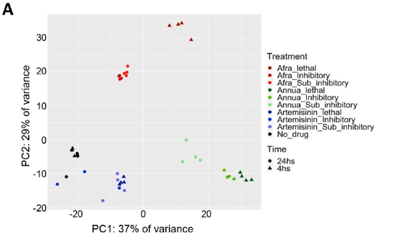 A. afra, A. annua, and artemisinin have distinct transcriptomic impacts on Mtb. Aerobically growing Mtb was treated with each extract or compound at lethal doses for 4 h or at inhibitory and sub-inhibitory doses for 24 h. Untreated cultures were harvested at the same two time-points and RNAseq was used to generate transcriptomic profiles. All conditions were tested in quadruplicate. A. PCA was done on the read count tables from each sample in each condition, revealing that each treatment clustered separately.