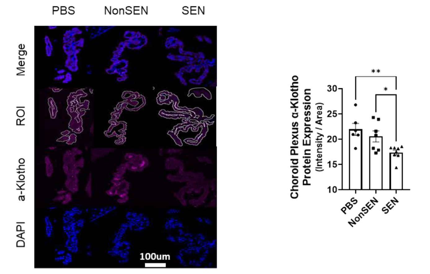 Transplanting senescent cells decreases urinary and brain a-Klotho.