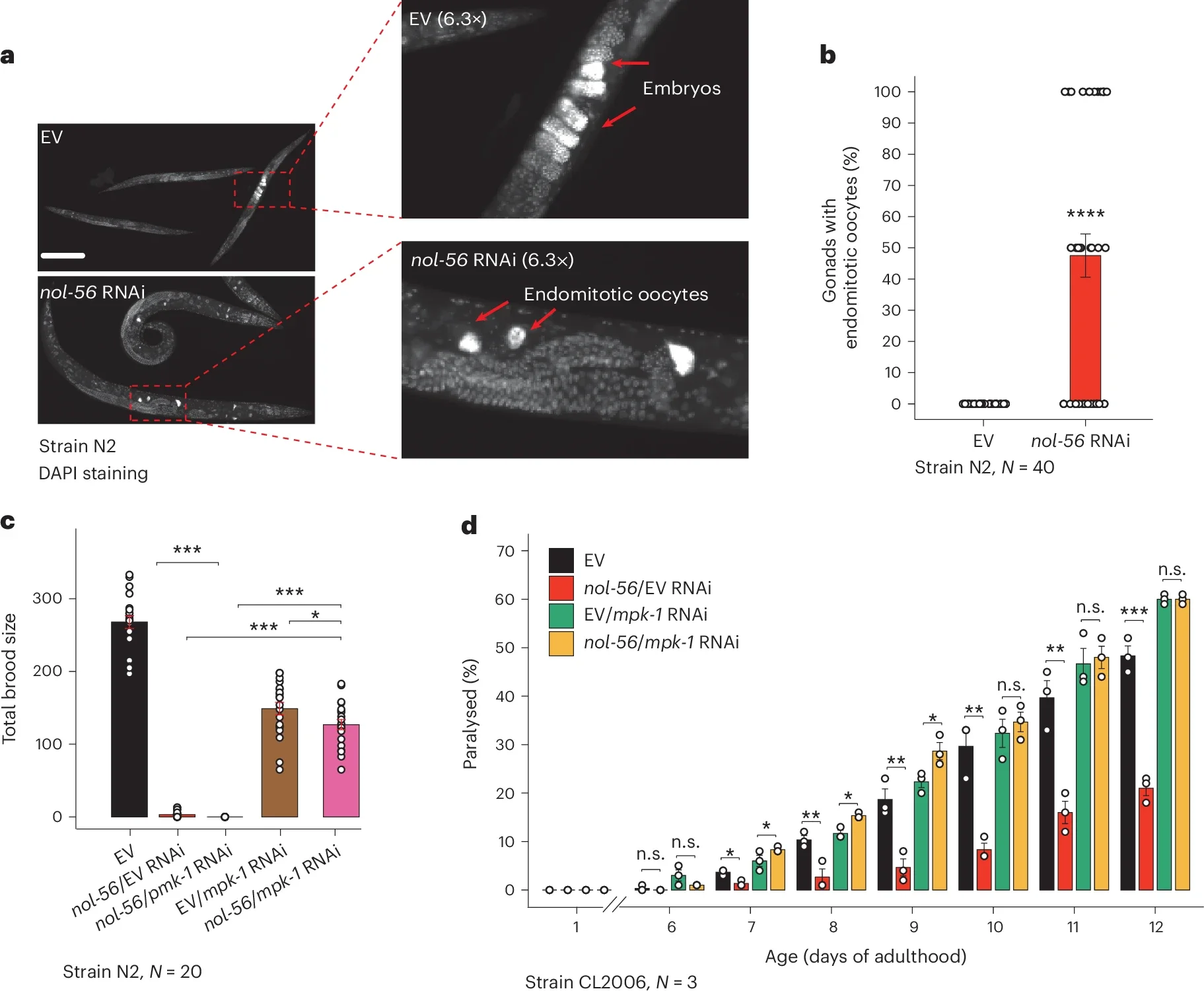 The knockdown of nol-56 modulates MAPK activity to reduce fertility and promote proteostasis.