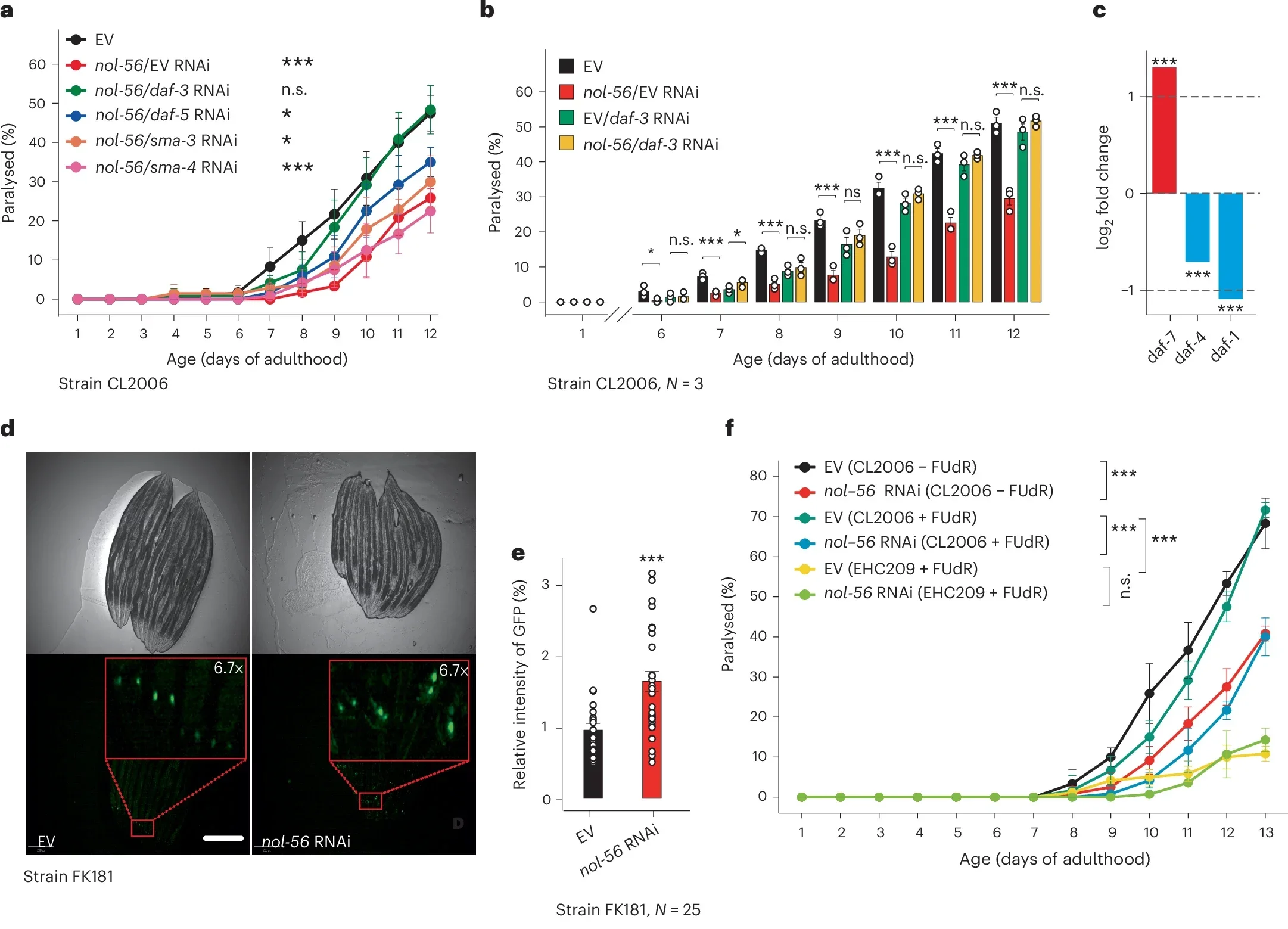 Reducing the activity of the FIB-1–NOL-56 complex promotes proteostasis via the TGFβ axis and HSF-1.