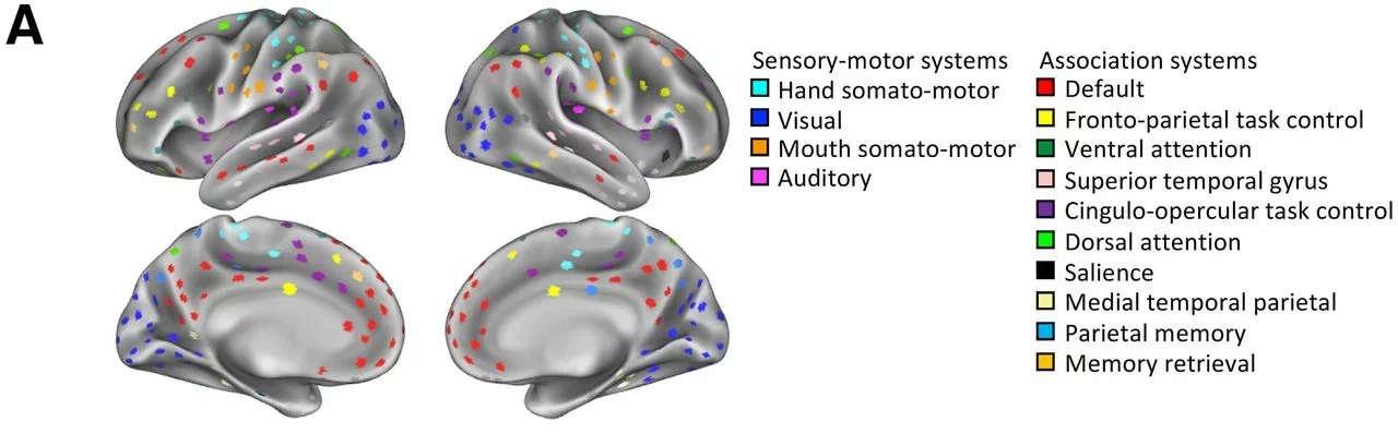 Resting-state brain system segregation decreases as a function of both age and dementia severity.