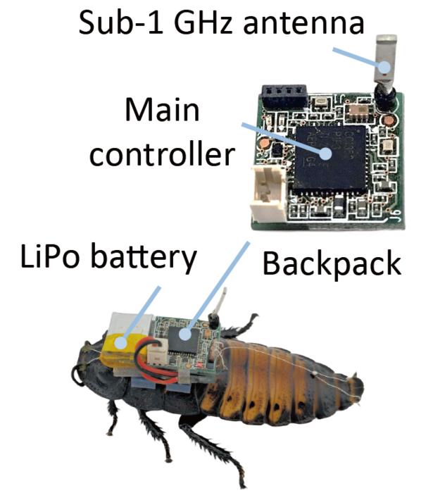 Electronic “backpack” that will help navigate the cyborg insect to its intended destination or objective.

