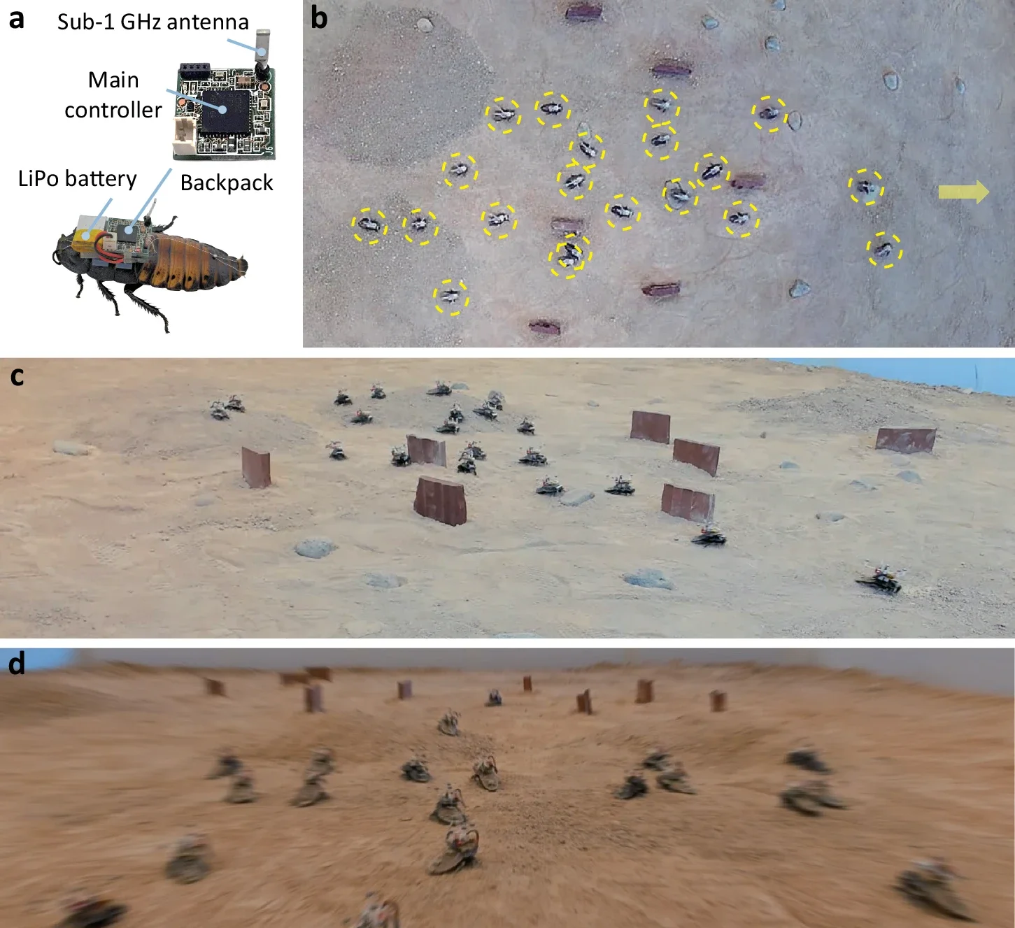 Overview of the cyborg swarm navigation.