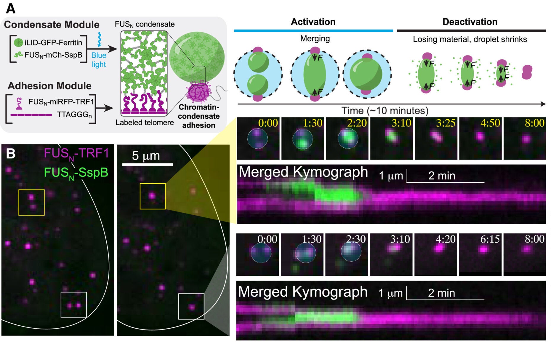 A light-inducible system for rapid, precise repositioning of chromatin loci