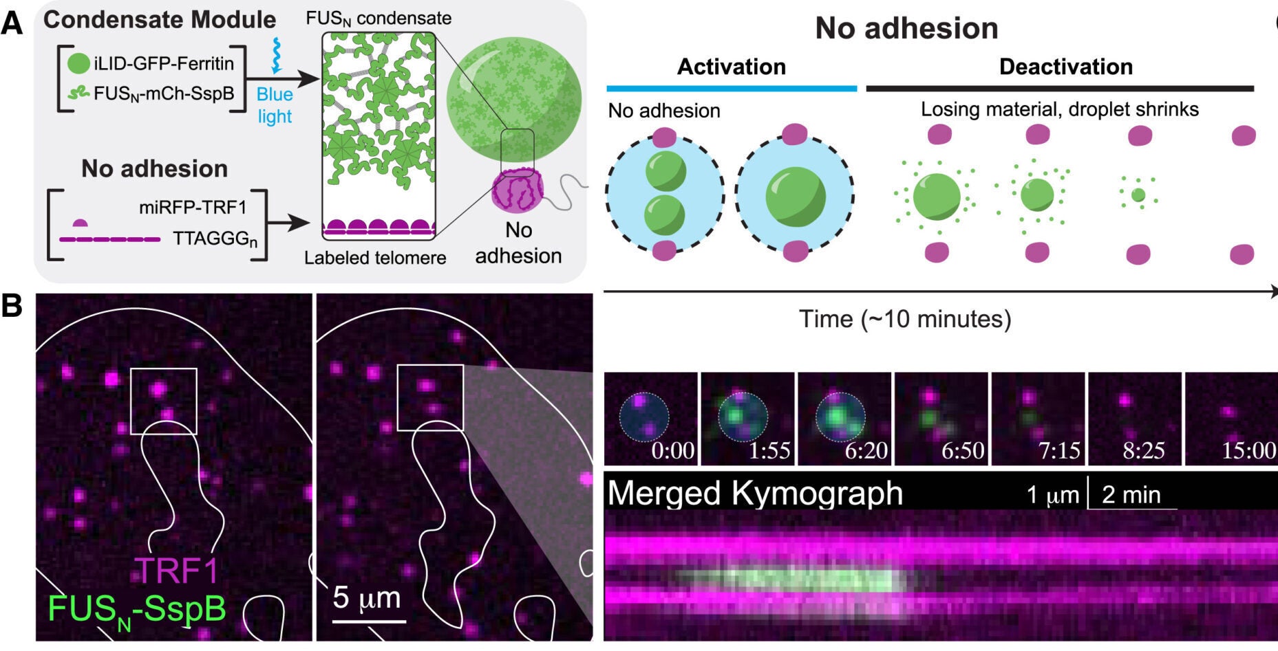 Chromatin-condensate adhesion is required for repositioning