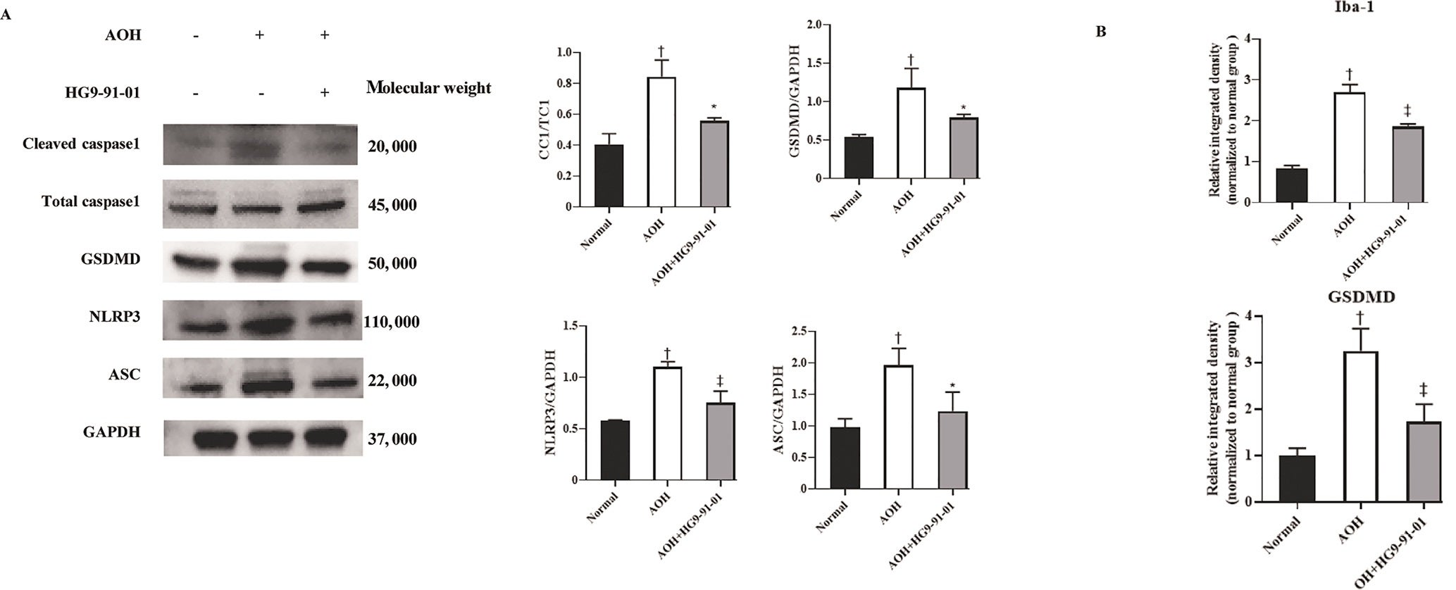 Effect of HG9-91-01 on the expression of pyroptosis-associated proteins in AOH mice.