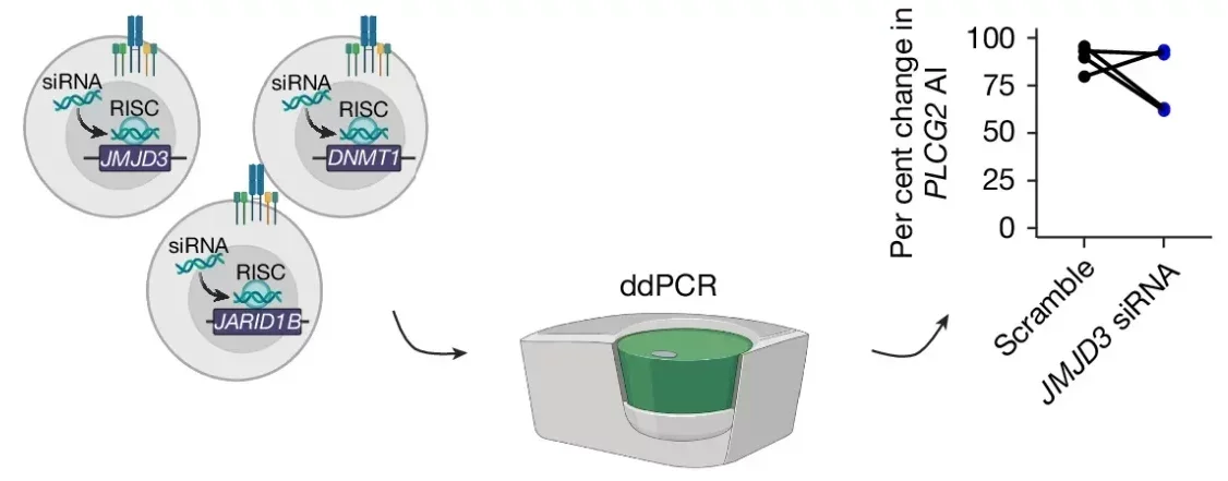 H3K27me3 and DNA methylation regulate allele commitment in aRMAE.