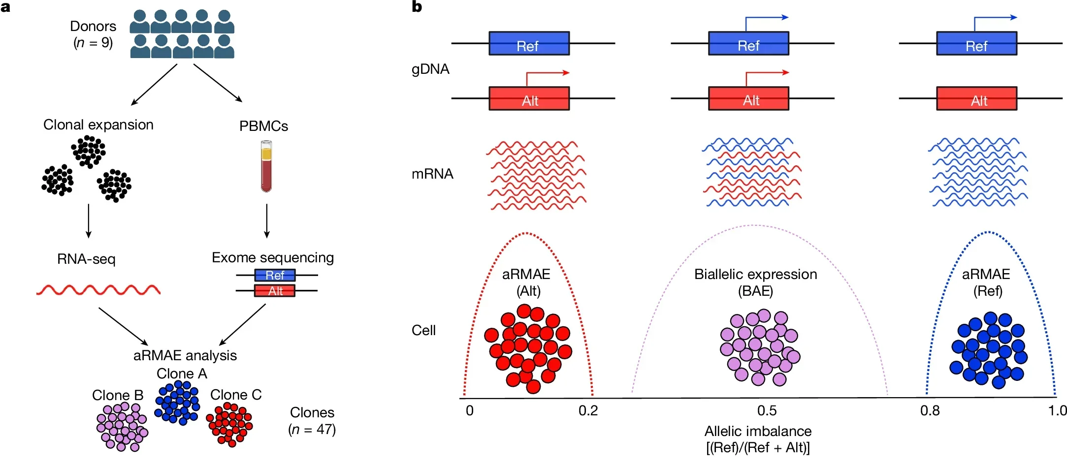 Ex vivo clonally expanded primary T cells used for detection of aRMAE.