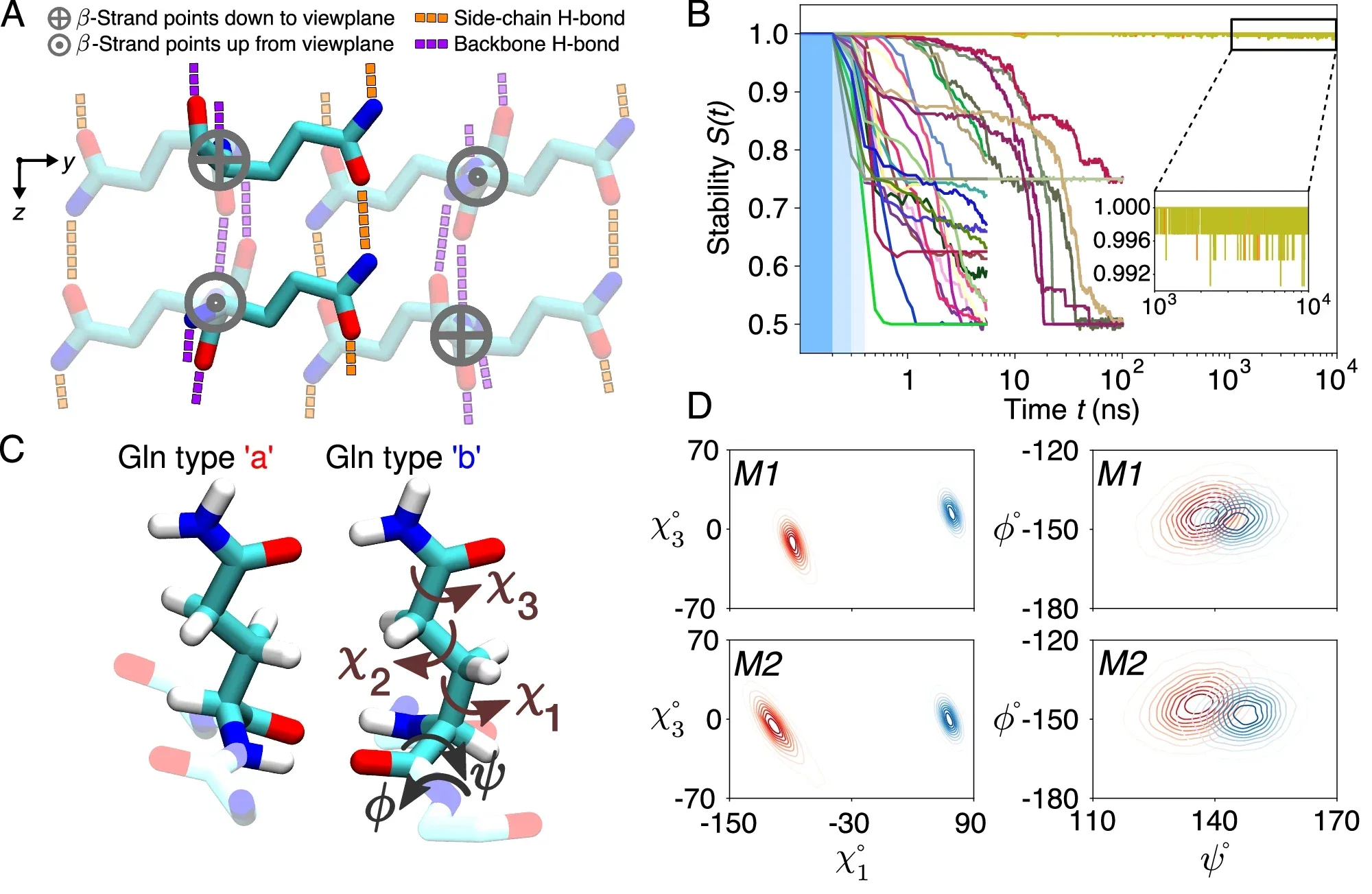 Glutamine zippers and ladders within the polyQ amyloid core.