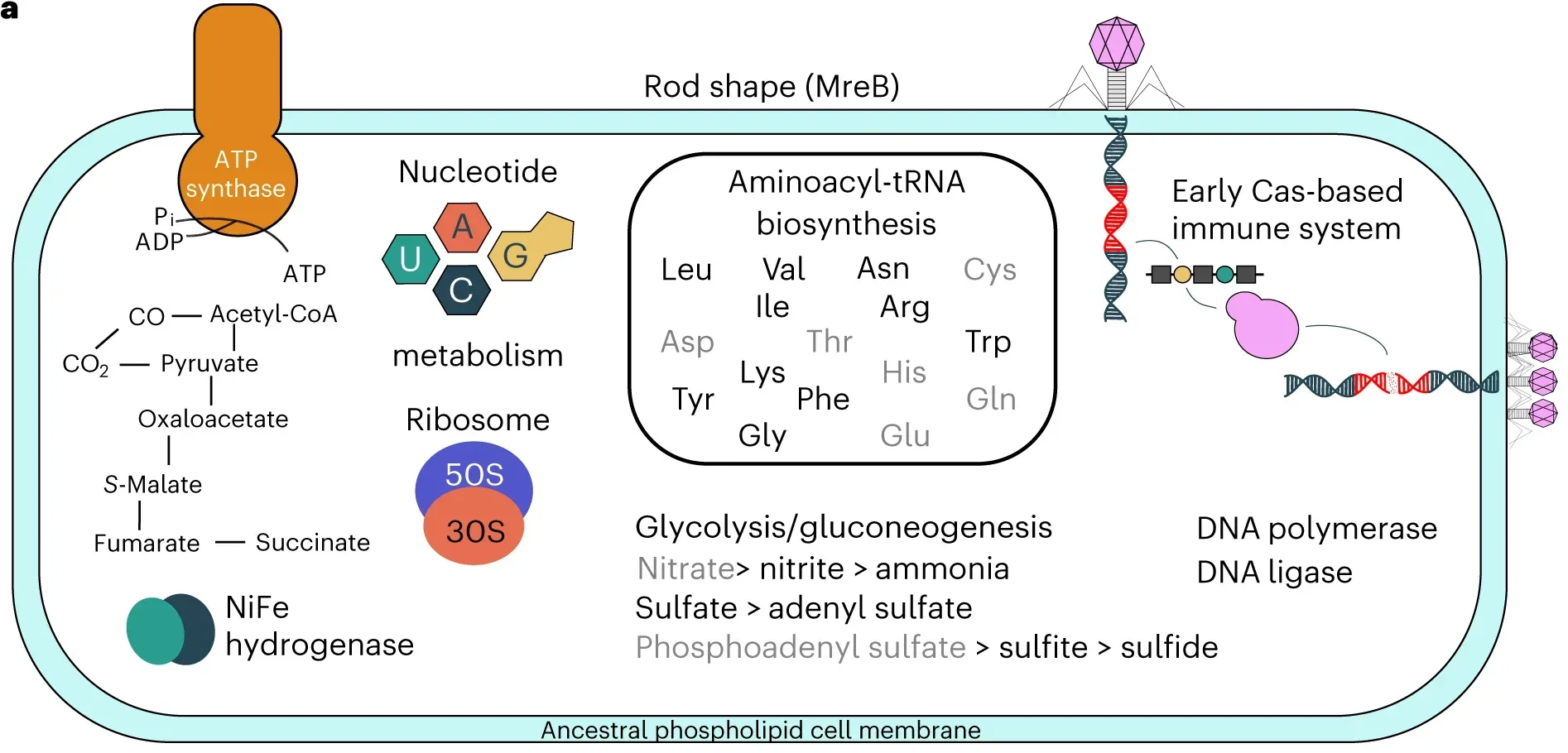 A reconstruction of LUCA, within its evolutionary and ecological context.