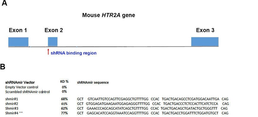 Targeting strategy to knock down the mouse HTR2A gene using shRNA and transduction efficiency in primary mouse cortical neurons.