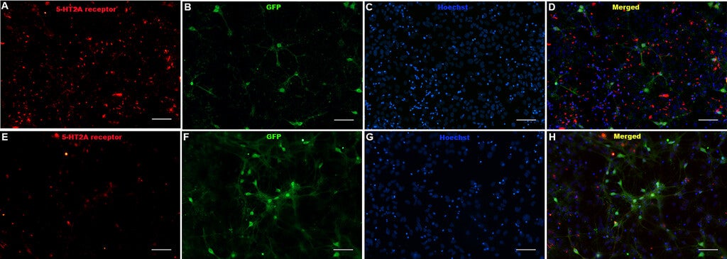 Treatment of mouse primary cortical neurons with COG-201 leads to knockdown of the 5-HT2A receptor.