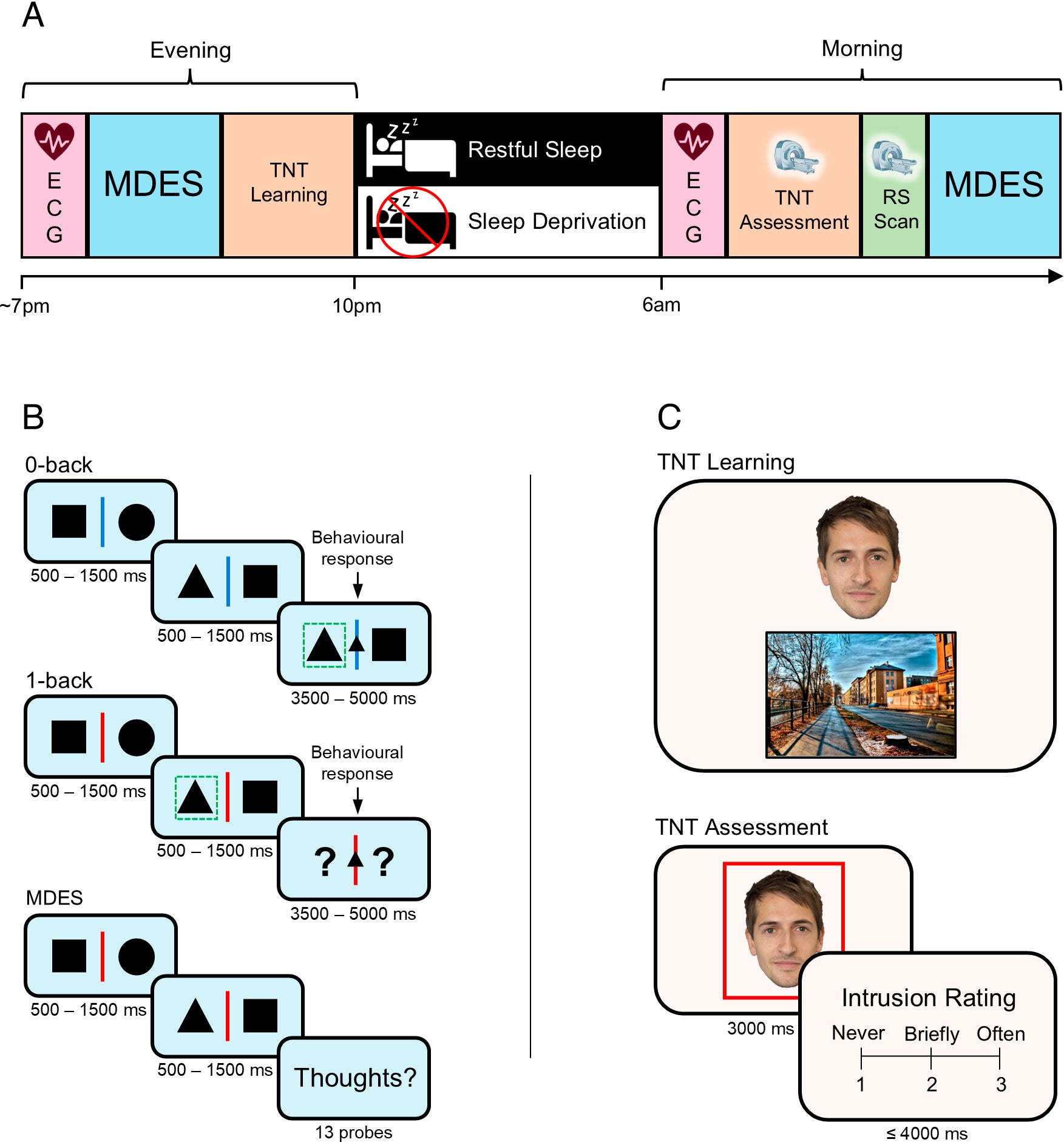 The experimental procedure in the study.