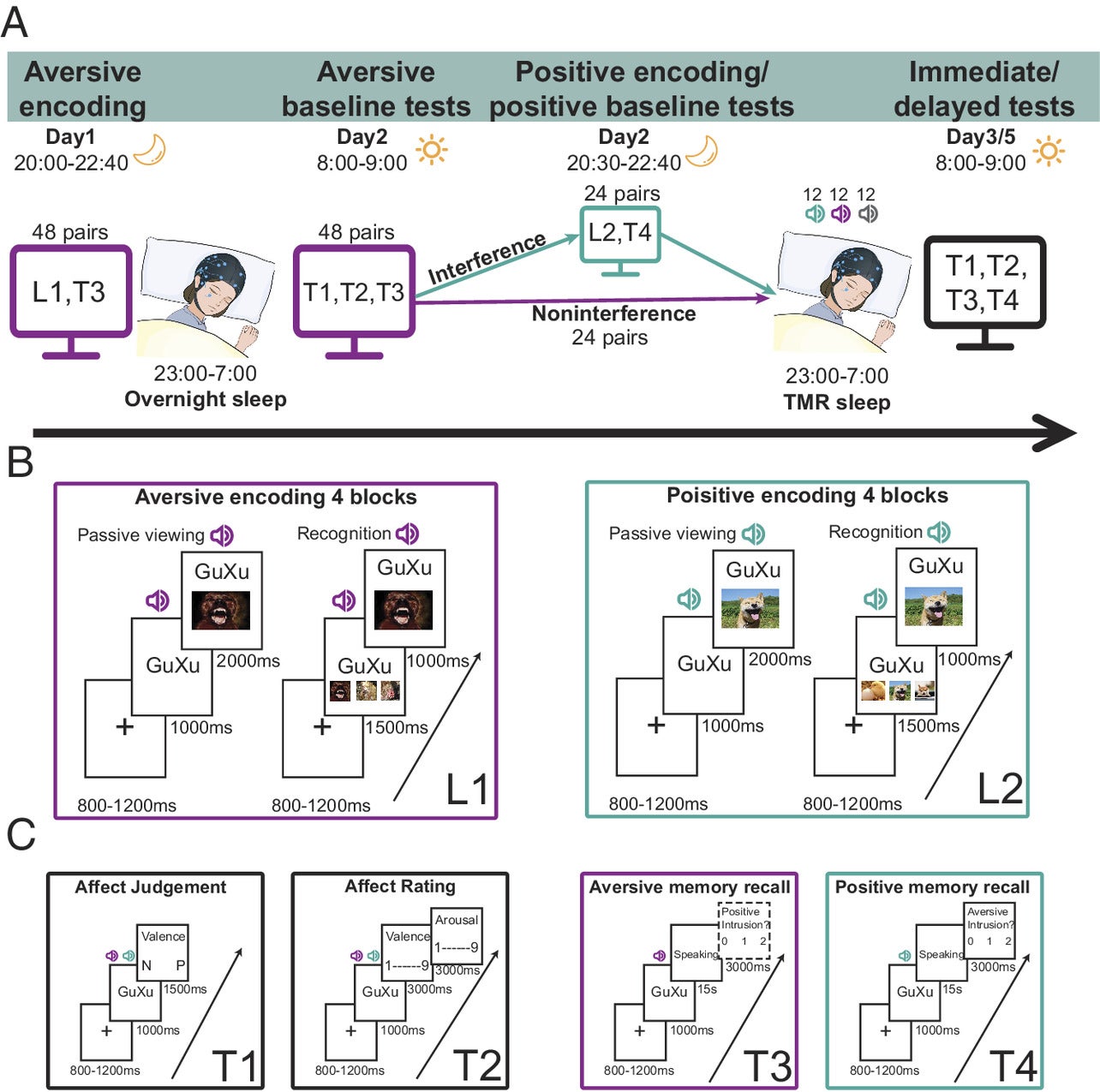 Experimental procedure. Participants encoded aversive memories on Day 1 followed by an overnight sleep for memories to consolidate. On Day 2 evening, participants encoded positive memories that shared the same cues as half of the older aversive memories, thereby producing interference.