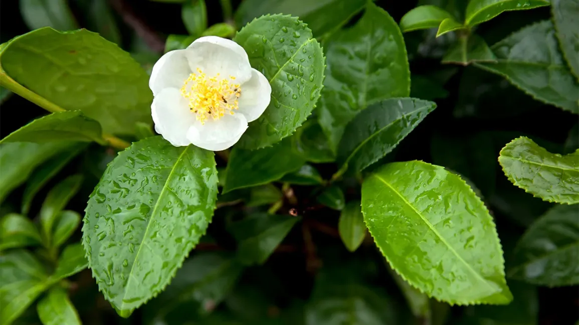 Tea, an infusion made from the leaves of the Camellia sinensis plant using various processes, is the most popular beverage in the world after water. 