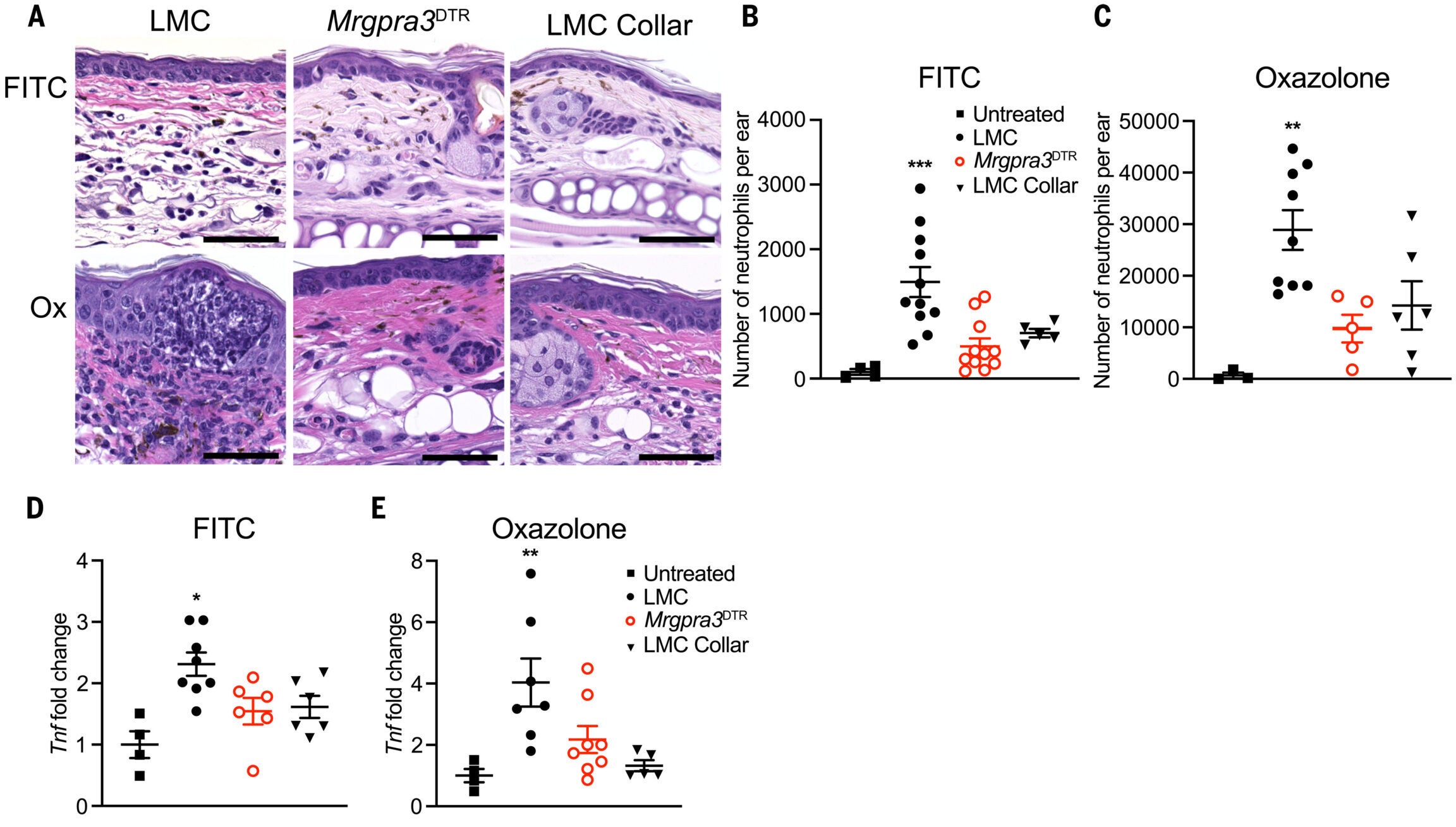 Scratching is required ‍for neutrophilic infiltrate and⁤ mast cell activation.